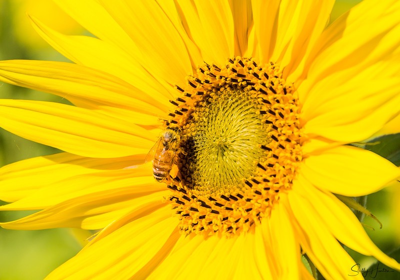 Sunflower and Bee 10