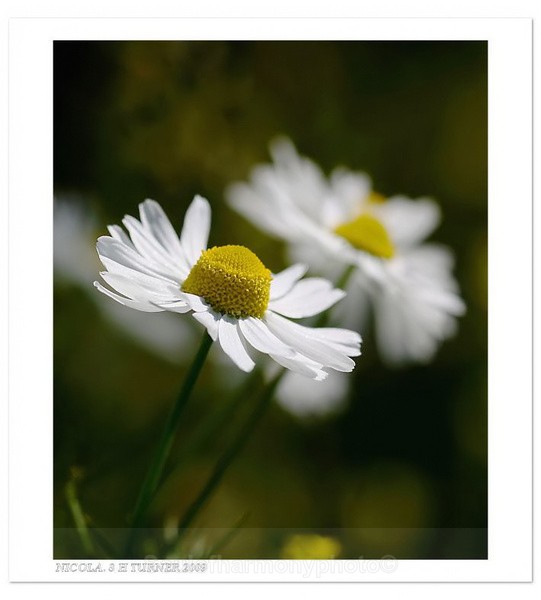  - Floria Macro
