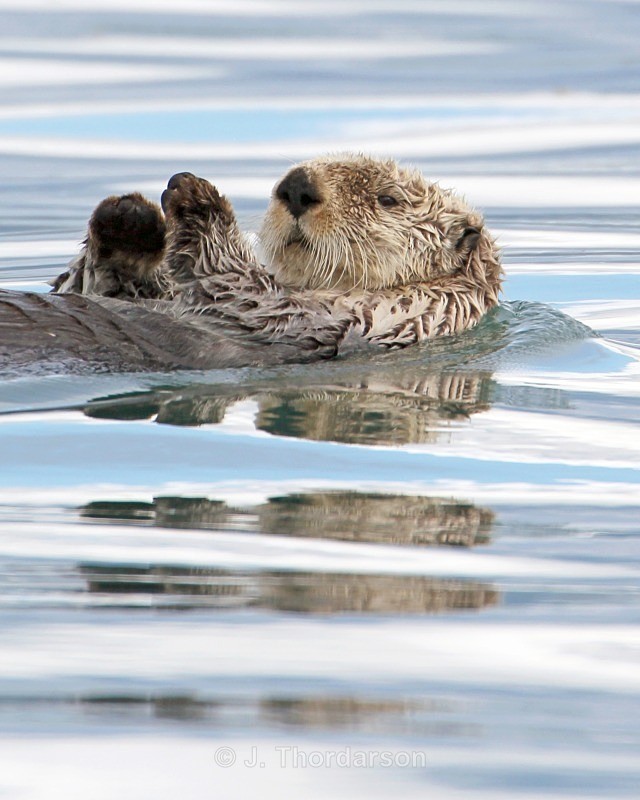  - Sea Otters