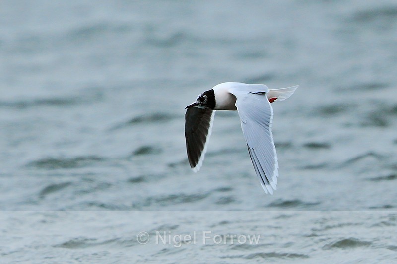 Little Gull in flight over Farmoor 1 - Little Gull