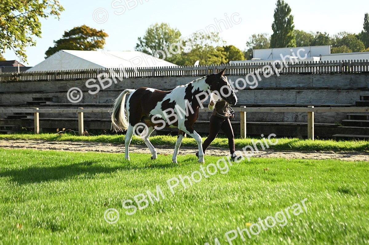 SBM_14724 - S1 - TSR in Hand Horse & Pony Showing