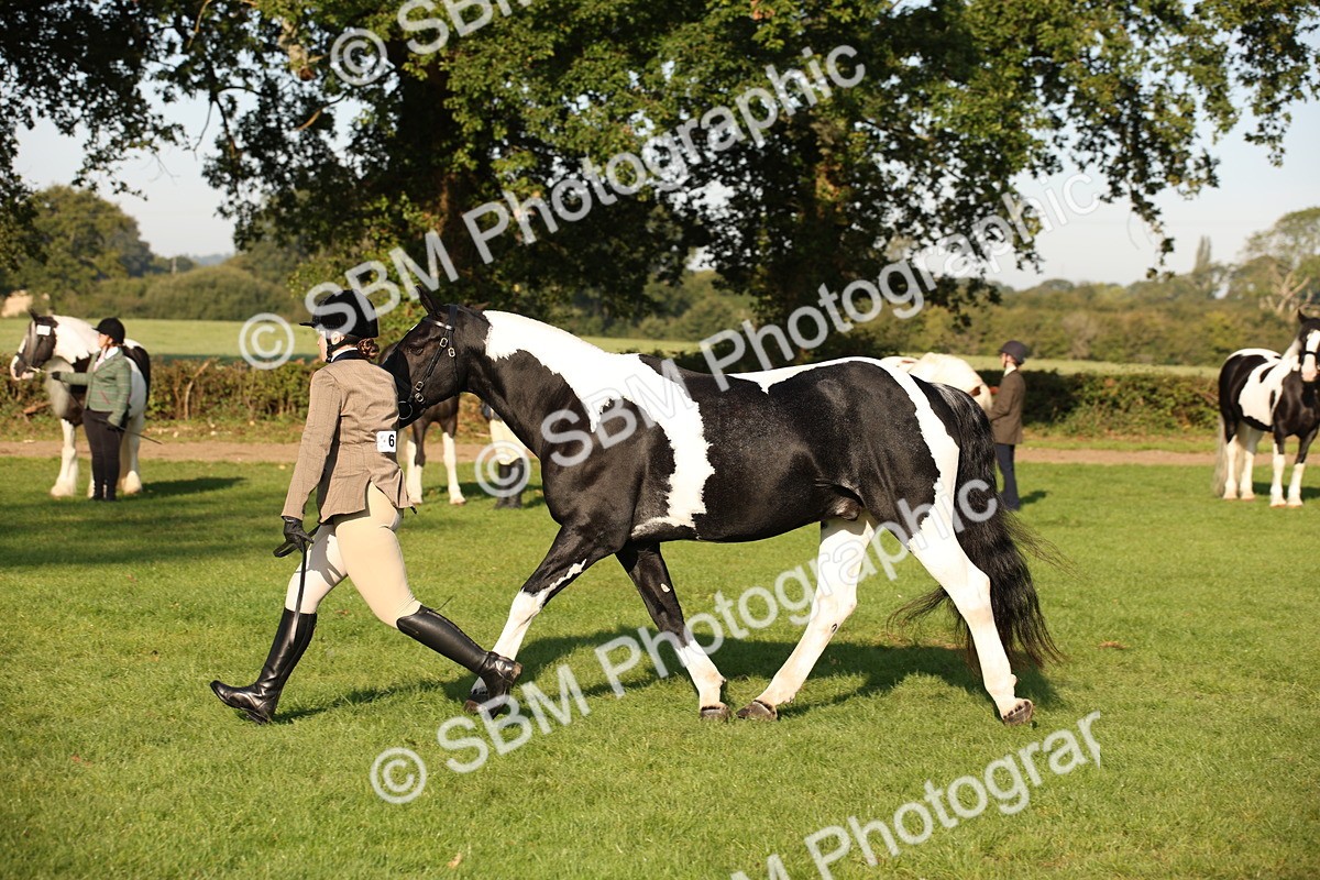 SBM_58750 - S51 - Piebald & Skewbald Horse In Hand