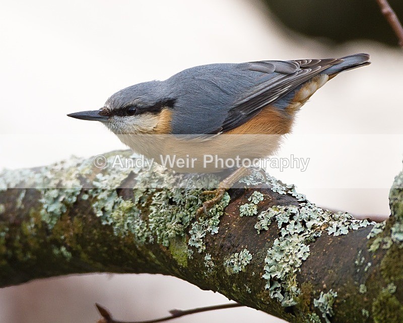 20111121-_MG_8019 - Nuthatch & Treecreepers