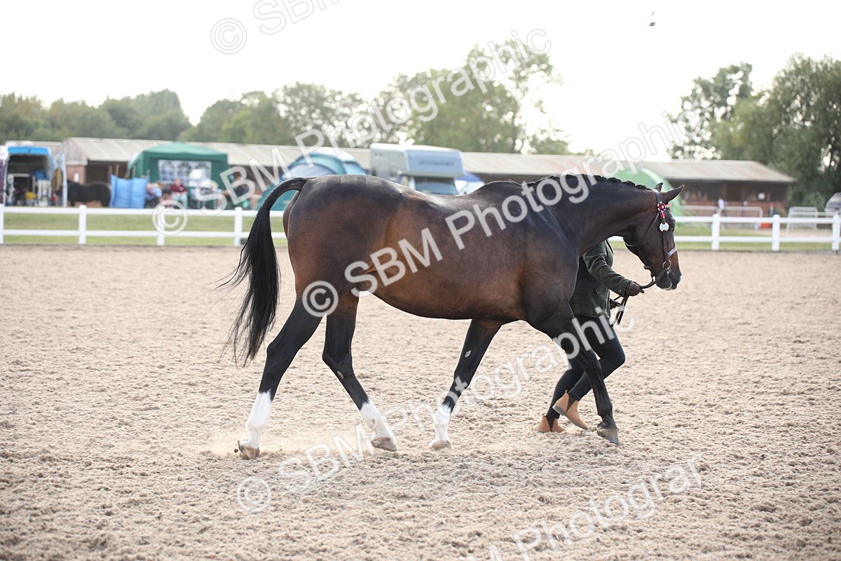 SBM_07120 - Class 25 IH Foreign Breeds- Pure bred