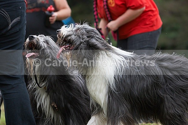  - Tendring Agility Group- St Osyth Summer Fete
