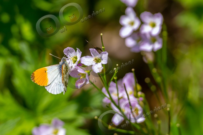 Orange tip butterfly Anthocharis cardamines-7777 - Insects from around the world