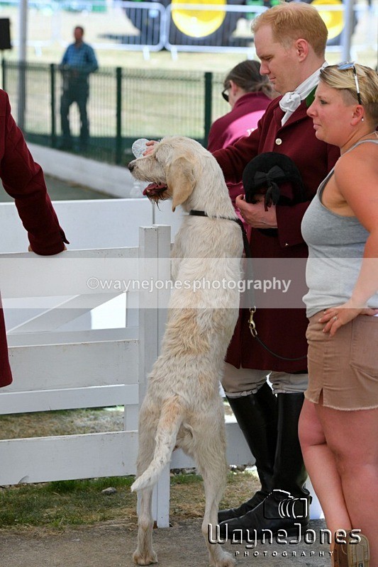 WJ5_1042 - Berks & Bucks at the Great Yorkshire Show 2025