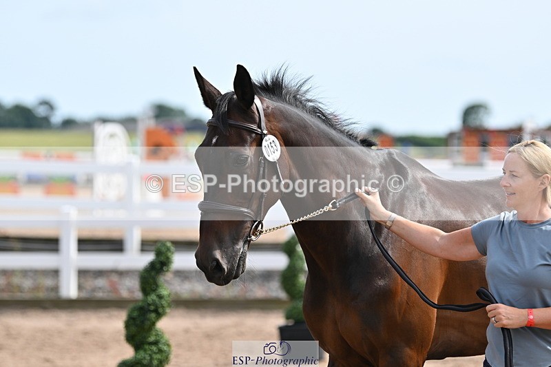 240717A-161534-03393 - Trot Up 4pm to 5pm