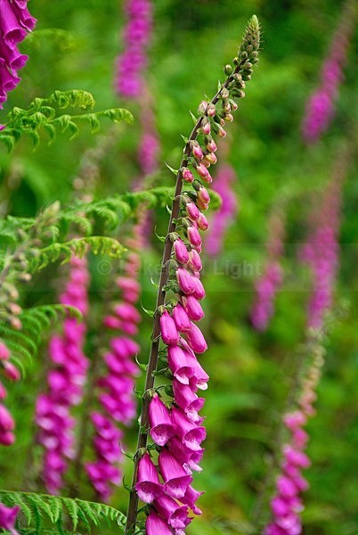 lll0115 - South Lakes