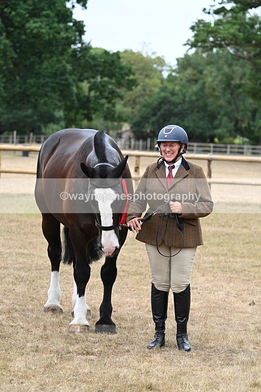 WJ7_0191 - Class 5a Most Handsome Gelding (above 14.2hh)