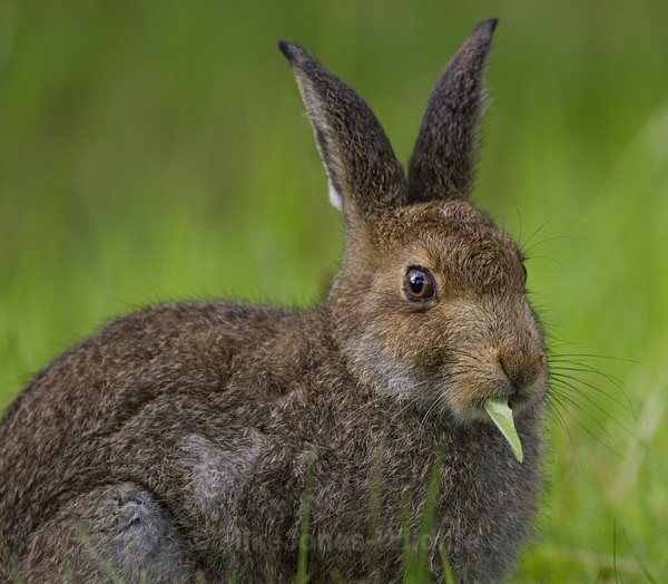 Brown Hares, Isle of Mull ref mh10 - MOUNTAIN HARE, SCOTLAND