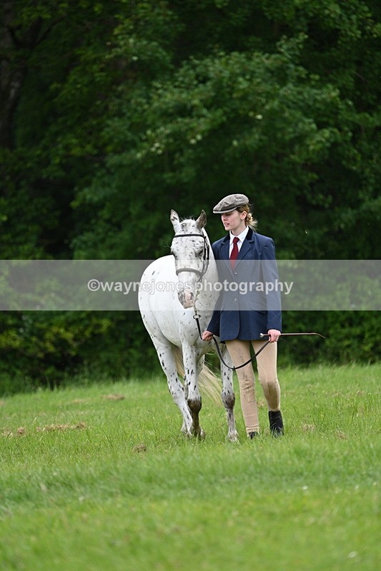 WJ7_4404 - Class 14B Prettiest Mare
