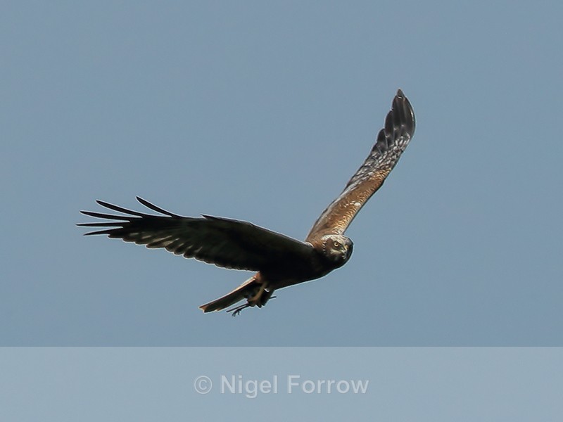 Marsh Harrier carrying food, Otmoor RSPB - Marsh Harrier