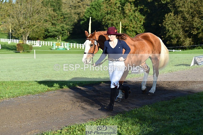 231022-094002-21958 - 499-GORFELYN.PETER.THE.GREAT-Charlotte.Bellamy-TrotUp+SJ