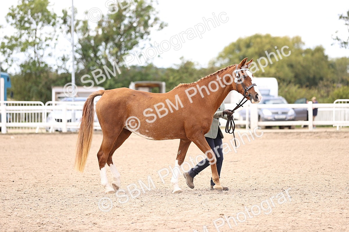 SBM_14187 - Class 415 - Horse-Pony judge would most like to take home (IH or Ridden)