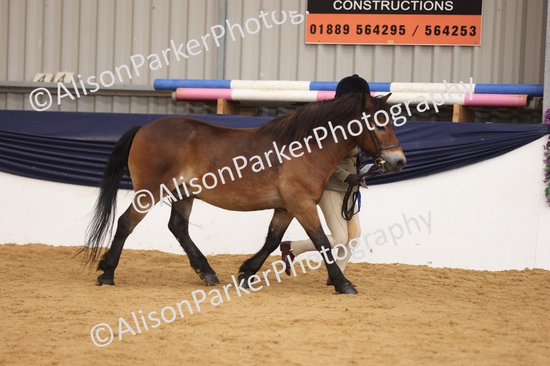 20260913-1742 - Class 115 - Gelding 4years and over