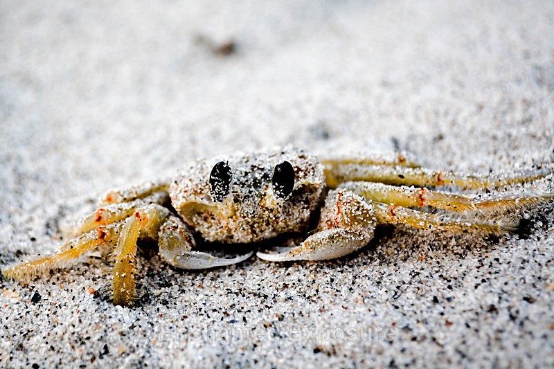 Karl the Crab - Birds and Animals