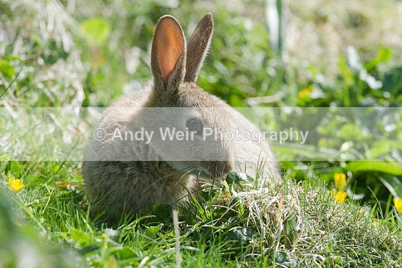 20120531-_MG_9741 - Mammals