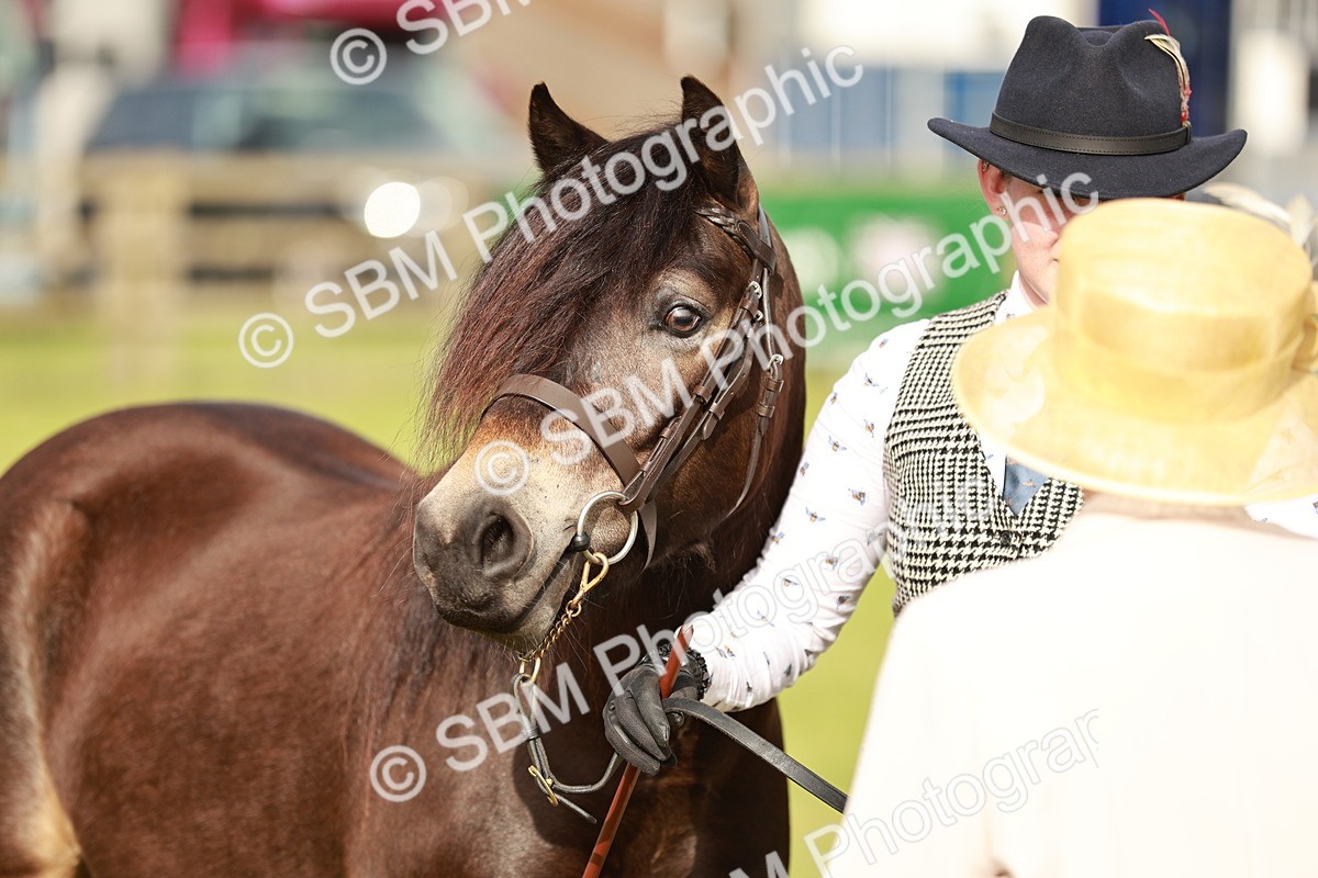 SBM_00403 - Class 14-23 - Mountain & Moorland In Hand Non Welsh