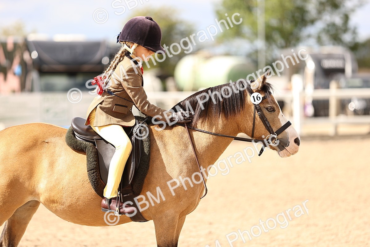 SBM_15960 - Class 416 - Prettiest Mare (IH or Ridden) Jnr
