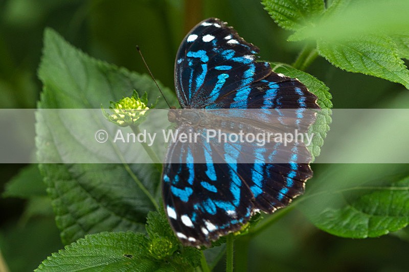 20130803-_MG_5226 - Butterflies & Moths
