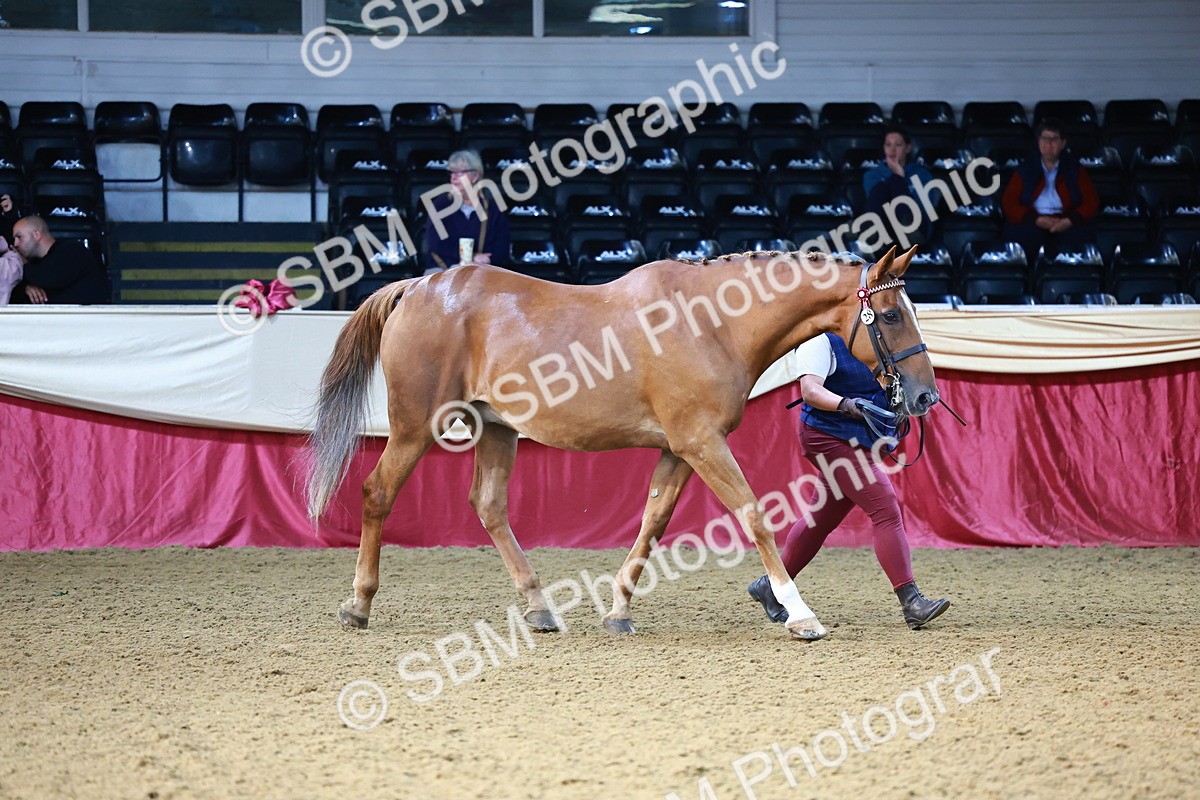 SBM_21798 - Class 901 - Supreme Final - IH  Diamond