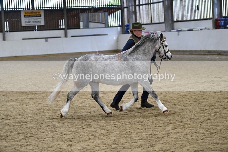 WJ5_5699 - Morning in hand Championship