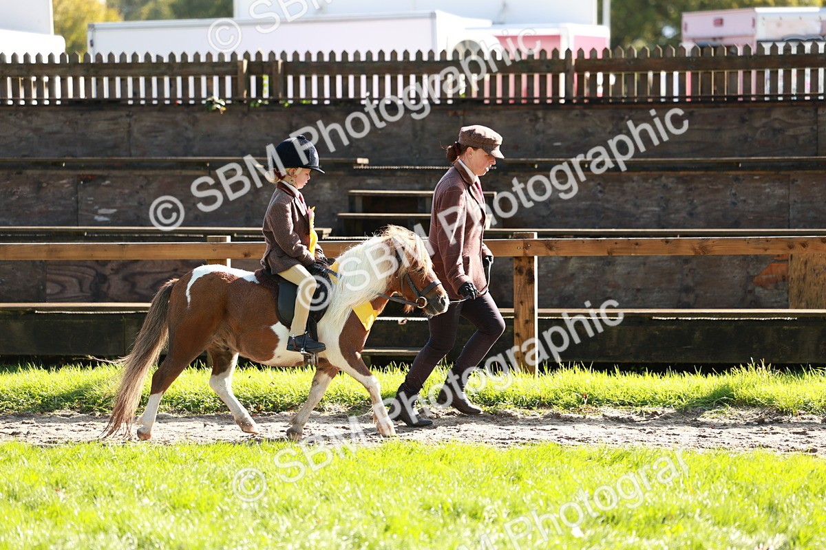 SBM_42101 - S32 - Mountain & Moorland Working Hunter Pony