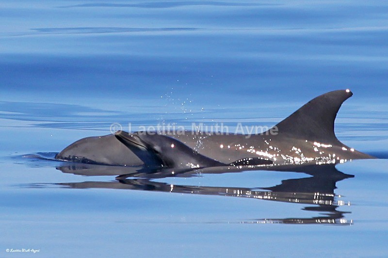 IMG_2731 Mayotte - Marine wildlife