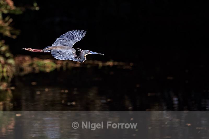 Tricolored Heron in flight, Wakodahatchee Wetlands, Florida - Tricolored Heron