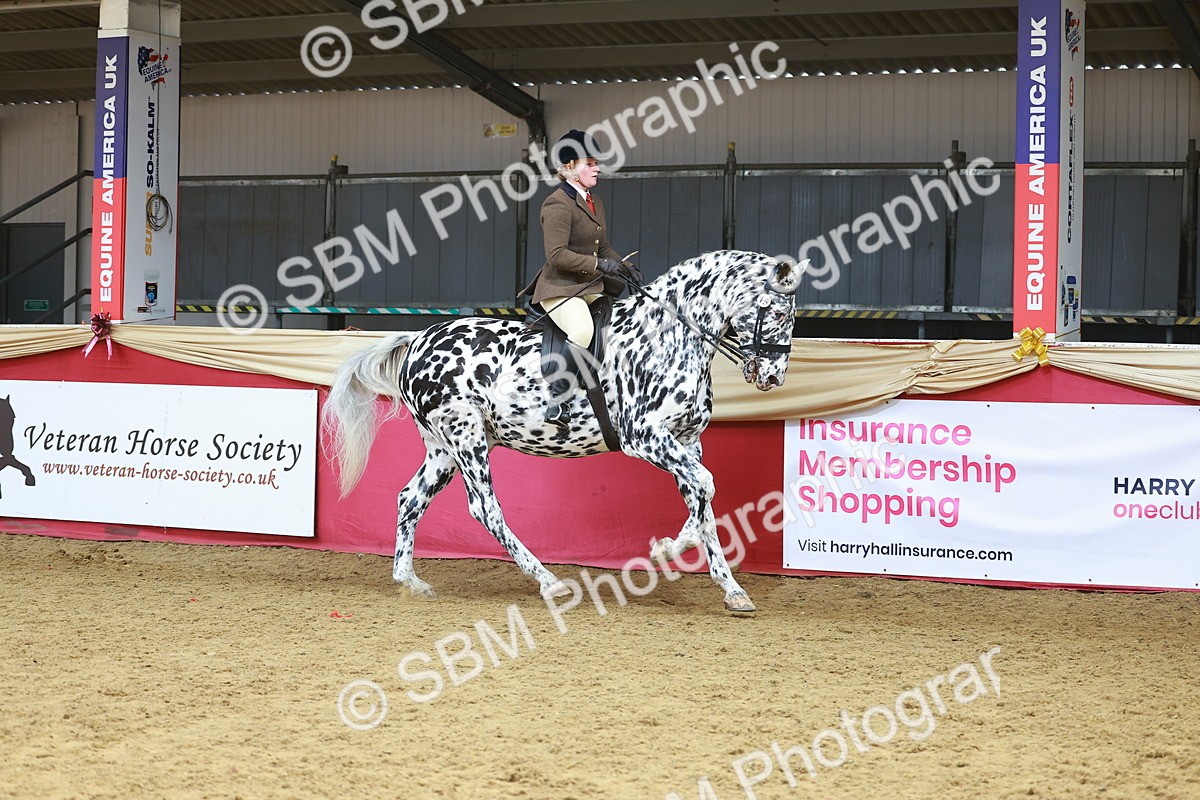 SBM_12448 - Class 103 - HOYS Veteran Qualifier - Ridden Pre Vet
