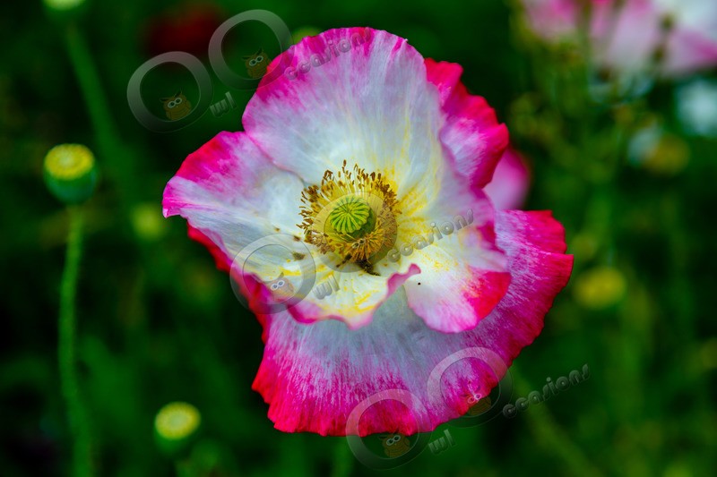 Opium poppy Papaver somniferum-6334 - Plants and trees