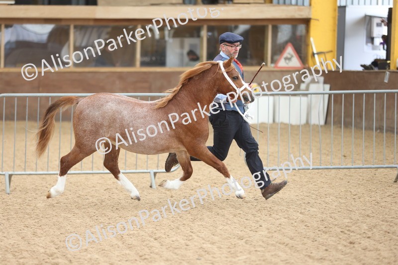 20251109-0497 - Class 18 - Yearling, Colt, Filly or Gelding