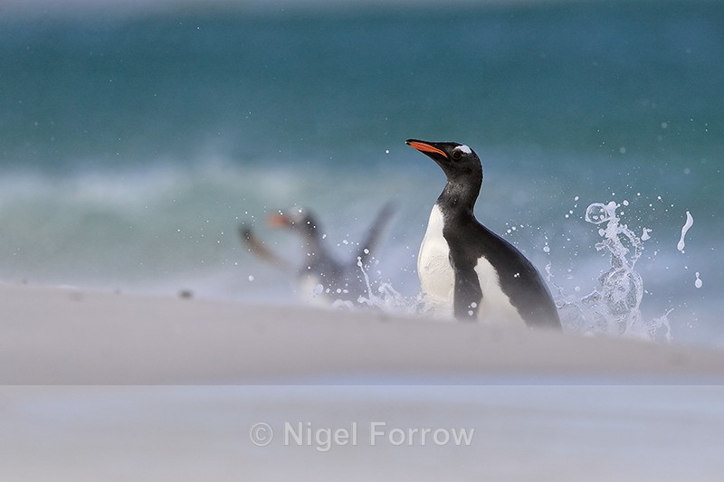Gentoo Penguin arrival on Leopard Beach, Carcass Island, Falklands - Gentoo Penguin
