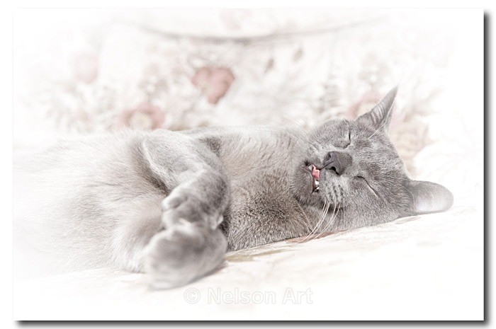 Charlie - Cats & Dogs