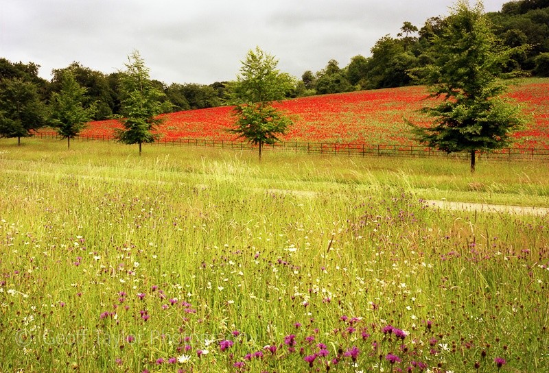 Wellground Farm II - A Rural Landscape
