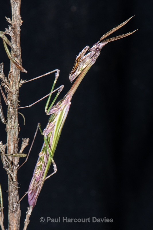 Conehead mantis (Empusa pennata) - Insects, Spiders and other Animals