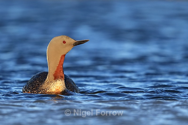 Red-throated Diver front view, Floi, Iceland - Red-throated Diver