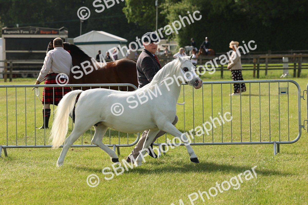 SBM_00638 - Class 6-13 - Mountatin and Moorland In Hand Welsh Breeds
