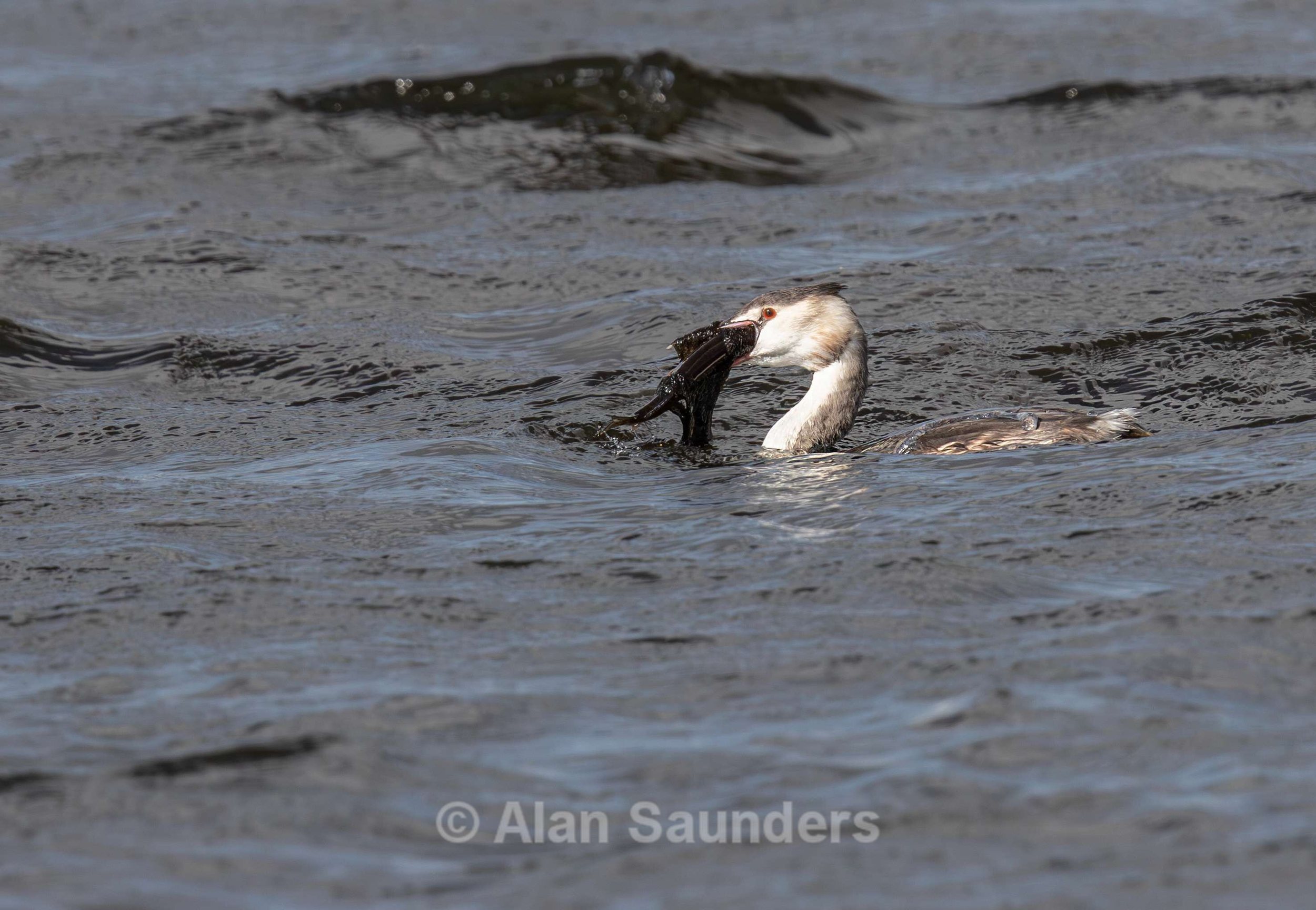 Great Crested Grebe 4