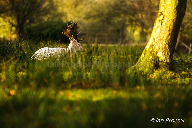Fallow Deer - Time to rest! - Nature