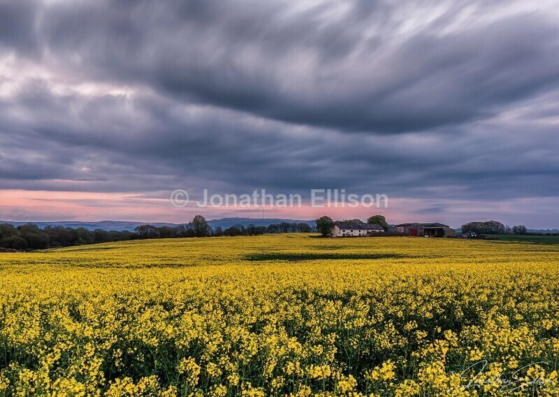 Rapeseed at Sunset - Lancashire