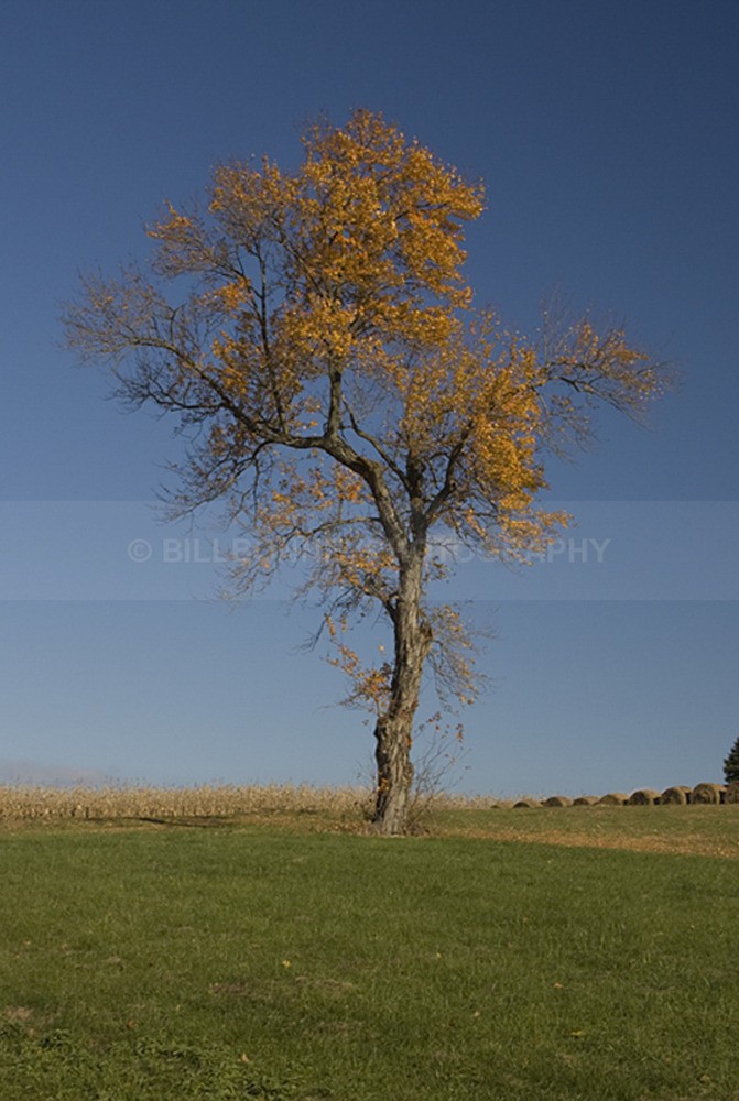 995 - Trees