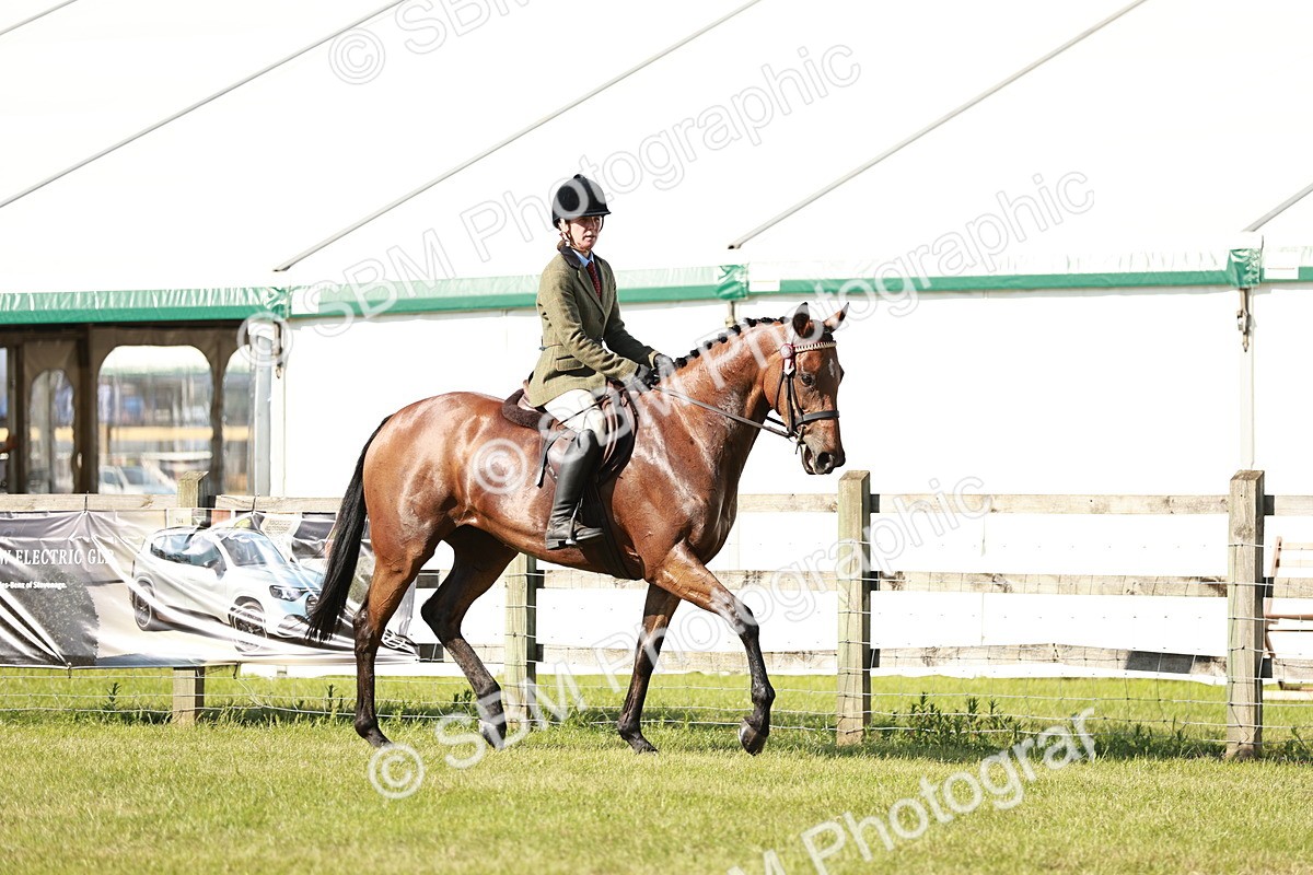 SBM_19223 - Class 115-116 - LIHS BSHA Rising Star Working Hunter & Show Horse