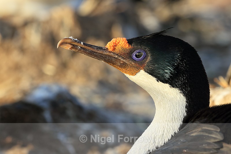 Imperial Shag portrait, Sea Lion Island - Imperial Shag