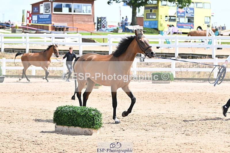 240717A-150212-02465 - Trot Up 3pm to 4pm