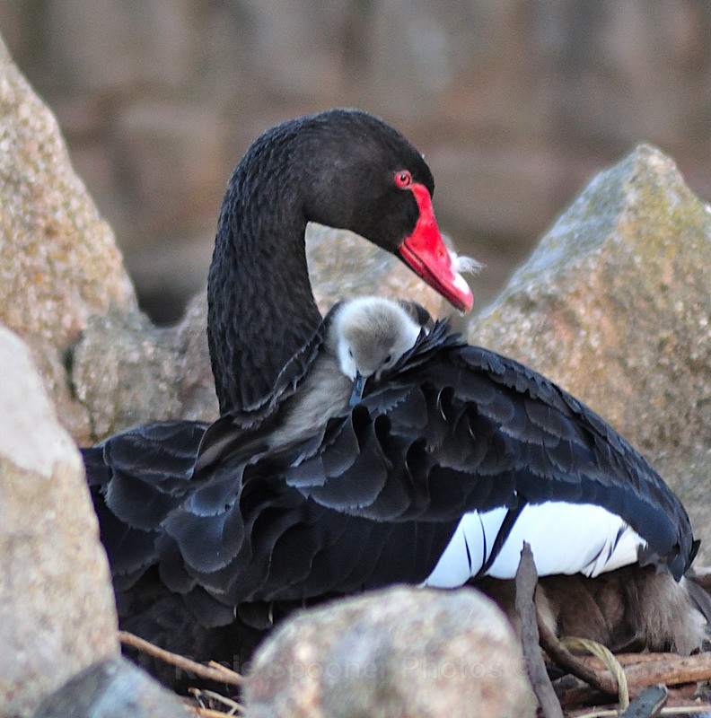 Mother and cygnet on the nest