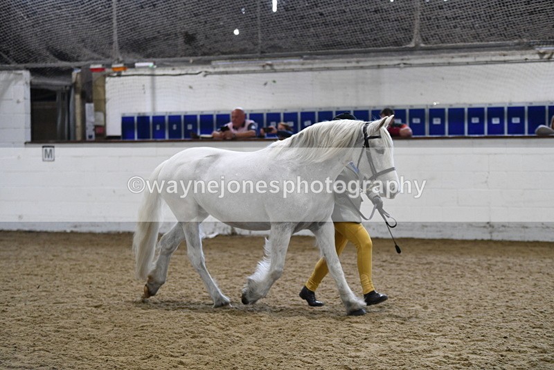 WJ5_4621 - Class 3 Part Bred In hand