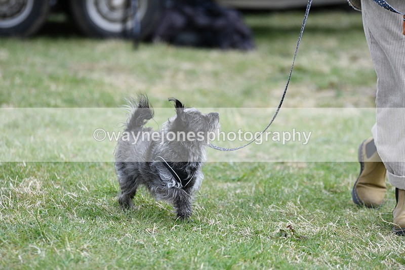 WJ5_9093 - Class 1 Best Cross Breed / Heniz 57