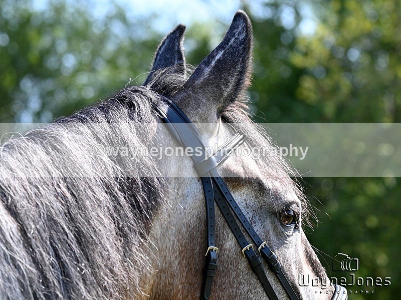 WJ7_2854 - Annable & Atlas 13-07-25